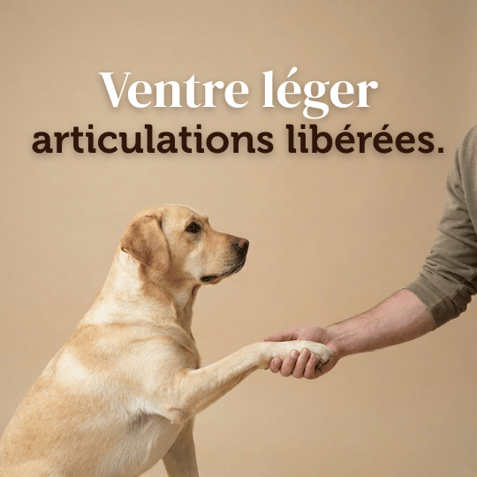 croquettes contrôle du poids et articulation sans céréales pour chien adulte