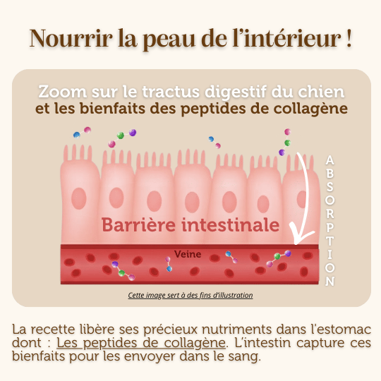 Croquettes Peptides sans céréales : Soins de la peau et du pelage - Chien Adulte