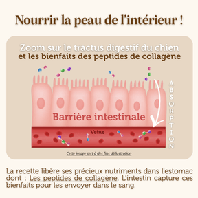 Croquettes sans céréales : Soins de la peau et du pelage - Chien Adulte