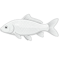 Poisson Blanc