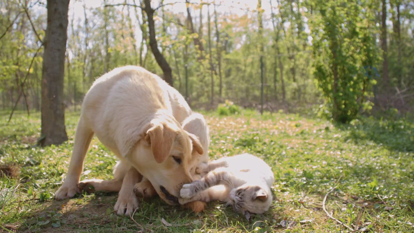 Chien chat joueurs