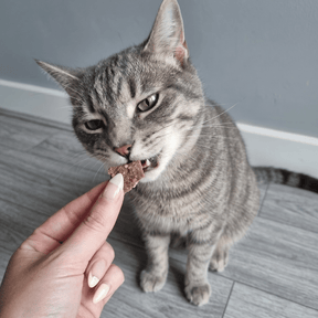 Lamelles de Faisan - Chiens et Chats
