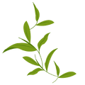 Le Thé vert