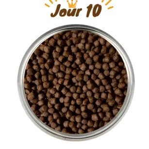 Transition jour 10