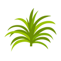 Le Yucca